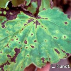 Bacterial leaf spot on Heucherella (Xanthomonas species)