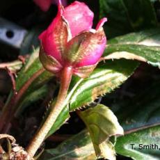 New Guinea impatiens - Broad mite damage