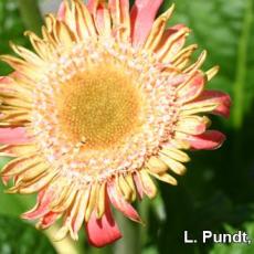 Broad mite injury on gerbera