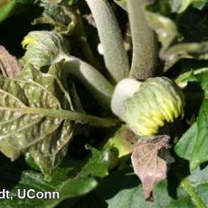 Broad mite injury on gerbera