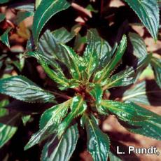 Broad mite injury on New Guinea Impatiens