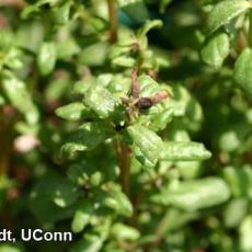 Broad mite injury on portulaca