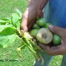  Botrytis - greenhouse tomato (ghost spot)