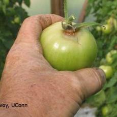  Botrytis - greenhouse tomato (ghost spot)