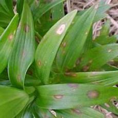 Botrytis ellipteca - Lilies