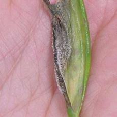 Botrytis ellipteca - Lilies