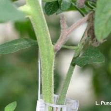 Botrytis - greenhouse tomato (ghost spot)