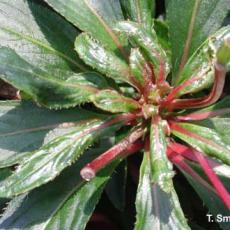 Mites – Broad mite feeding injury on New Guinea impatiens