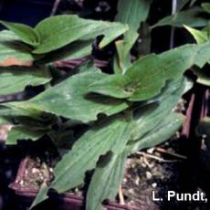 Black vine weevil damage