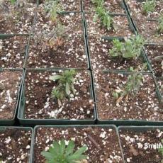 Calibrachoa - Black rot (Thielaviopsis)