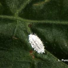 Citrus Mealybug