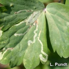 Leafminer injury