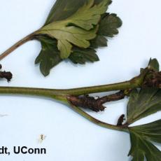 Cyclamen mite injury on larkspur