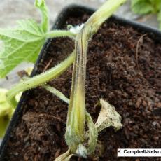 Stem canker on greenhouse cucumber caused by Botrytis