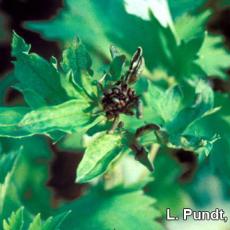 Cyclamen mite injury on larkspur