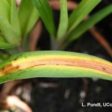 Daylily Leaf Streak - Daylily