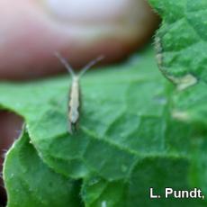 Diamondback moth adult