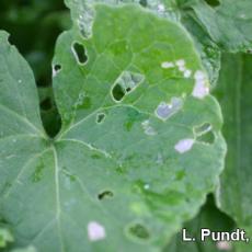 Diamondback moth - damage