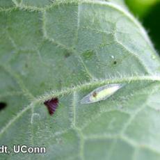 Diamondback moth pupae