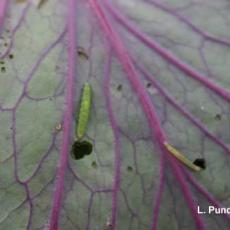 Diamondback Moth Larvae