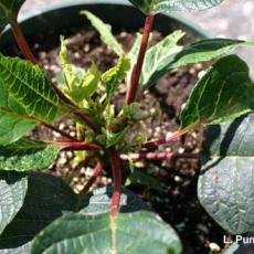 Lateral stem breakage on poinsettia