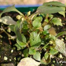 Downy mildew - Impatiens