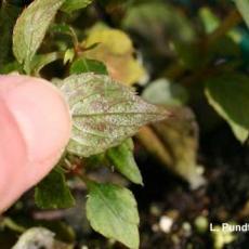 Downy mildew - Impatiens 