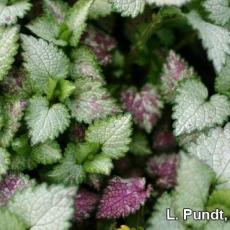 Downy mildew on Lamium