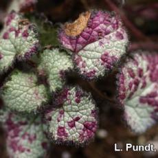 Downy mildew on Lamium