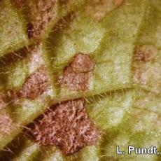 Downy mildew on Lamium