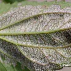 Downy mildew - Rudbeckia