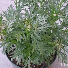 Downy mildew on Argyranthemum