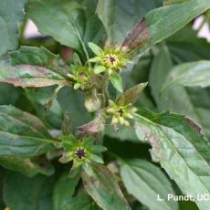 Downy mildew - Rudbeckia