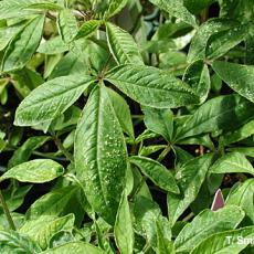 Cleome 'Lady Armstrong' - Intumescence