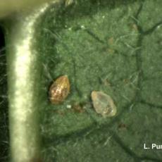 Empty vs Parasitized Whitefly Pupa