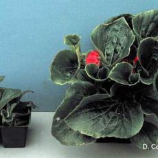 Soluble salt injury on begonia