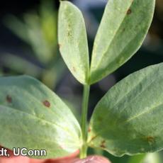 Indicator Plant - Fava Bean for INSV