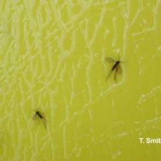 Fungus gnat parasites on sticky card