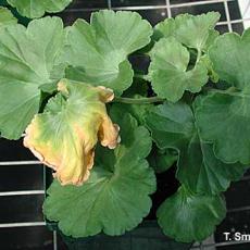 Soluble salt and ammonium injury - wilted leaves "flagging" on geraniums