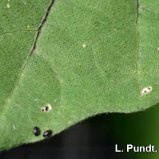 Flea beetles and damage