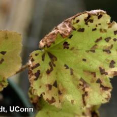 Foliar nematode (Aphelenchoides species) damage-Heuchera