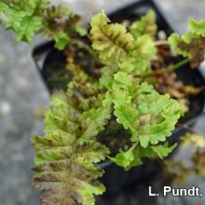 Foliar nematode (Aphelenchoides species) damage on Ferns