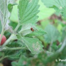 Four lined plant bug nymph