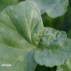 Aphids – Foxglove aphid feeding injury on geranium