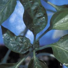 Aphids – Green peach aphids on pepper