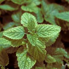 Mites – Spider mite feeding injury on lemon balm