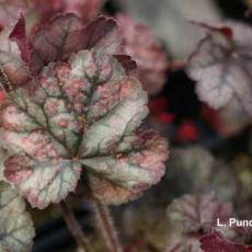 Rust - Heuchera