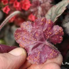 Rust - Heuchera