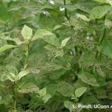 Hibiscus Sawfly – larva and feeding injury on Hibiscus