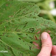 Hibiscus Sawfly – larva and feeding injury on Hibiscus